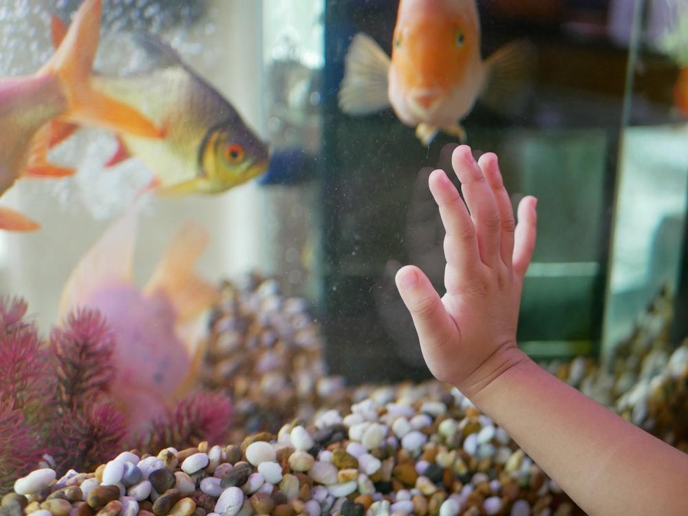 Discover Ocean Life at the Roundhouse Marine Studies Lab and Aquarium