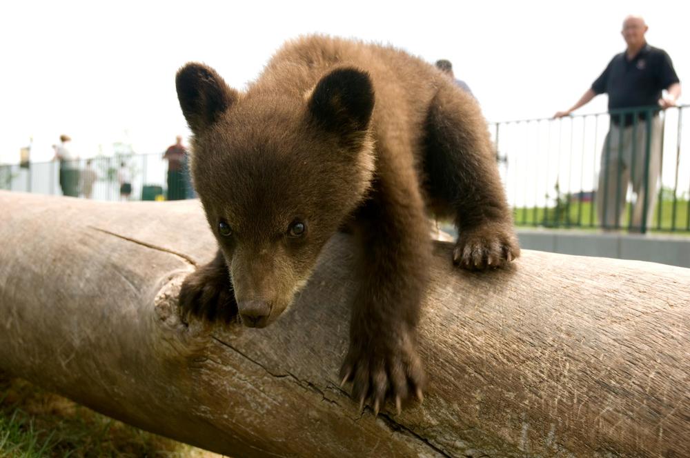 Drive Through Wildlife Adventures at Bear Country USA