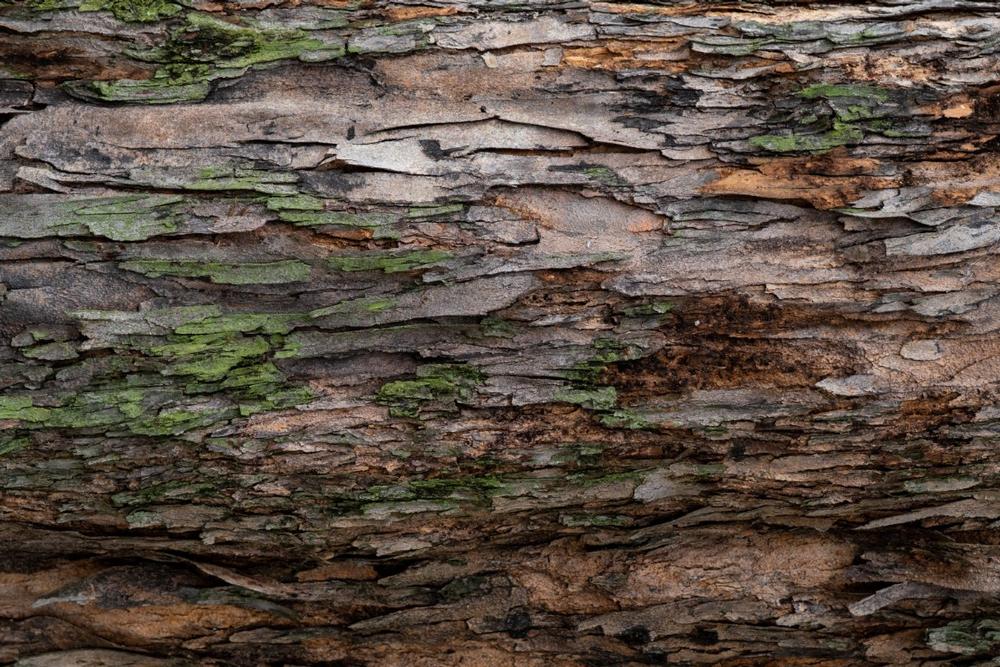 Elk Rock State Park: Hike wooded trails and enjoy peaceful lakeside views.