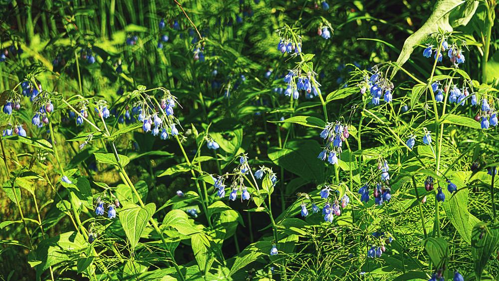 Enjoy River Views and Events at Soldotna Creek Park