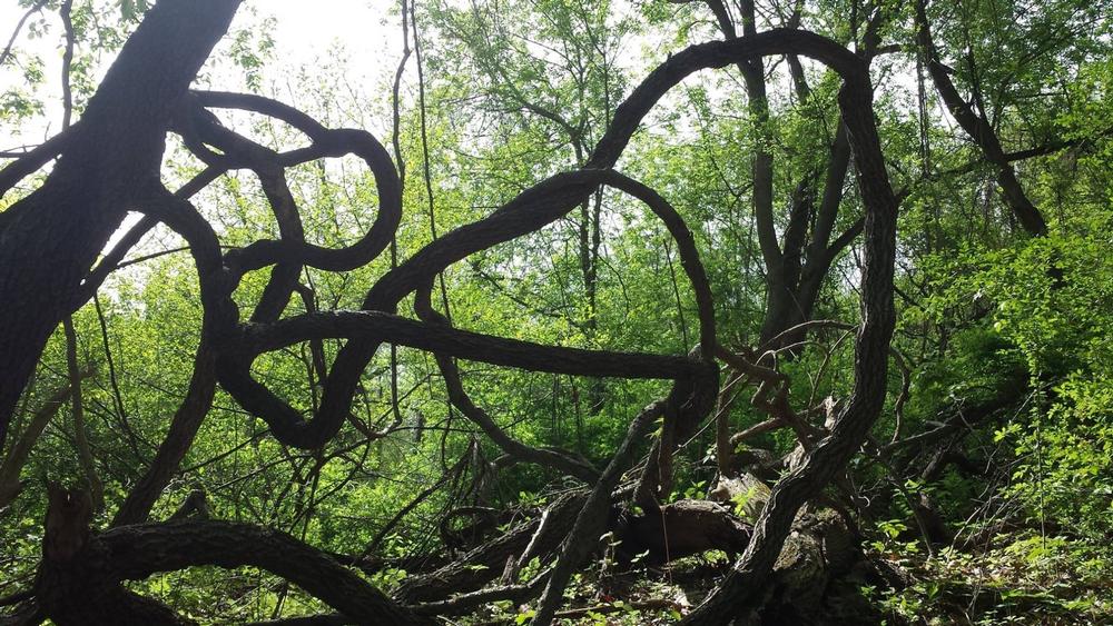 Esopus Bend Nature Preserve