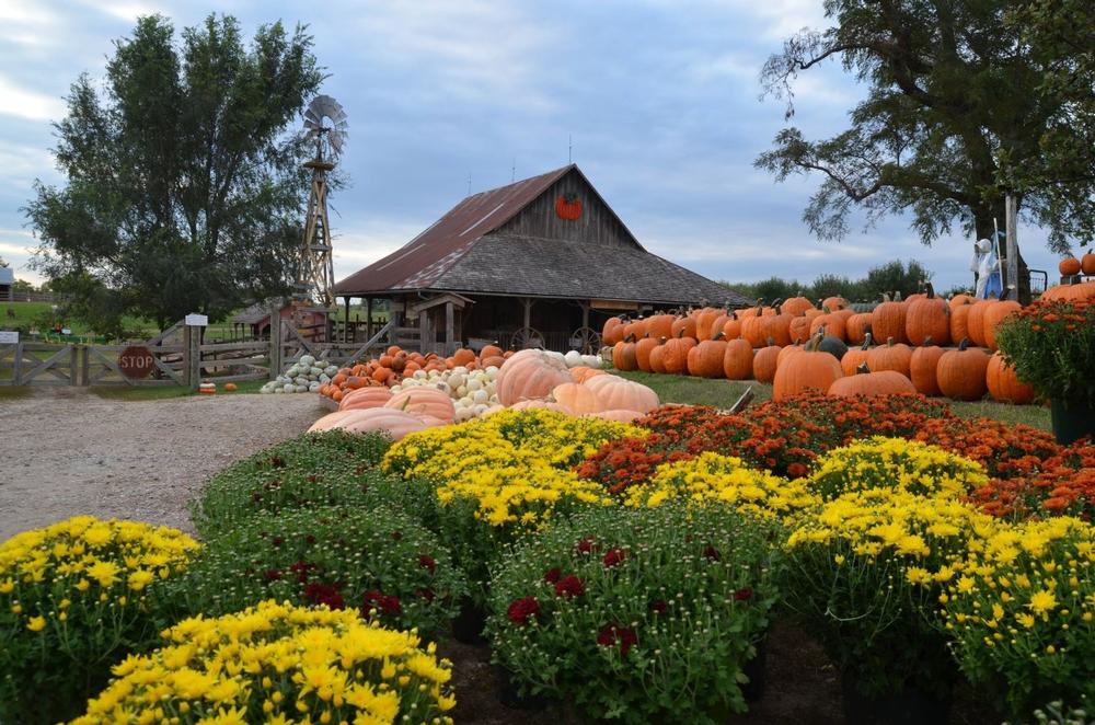 Experience Farm Life and Family Fun at Weston Red Barn Farm