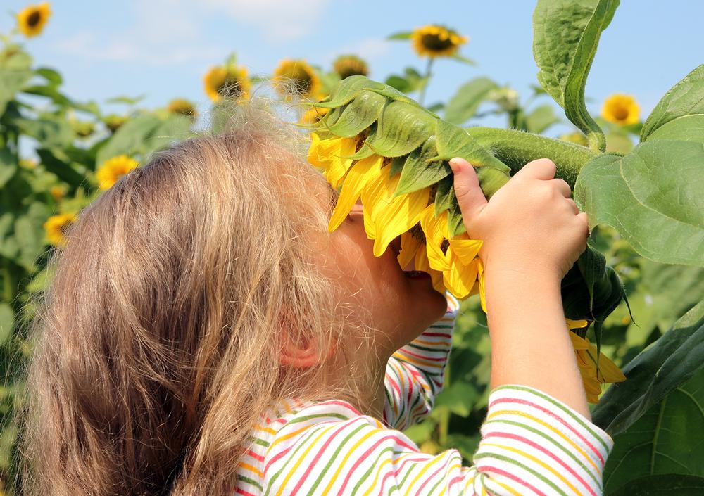 Experience Rustic Charm and Family Fun at Sunflower Farm