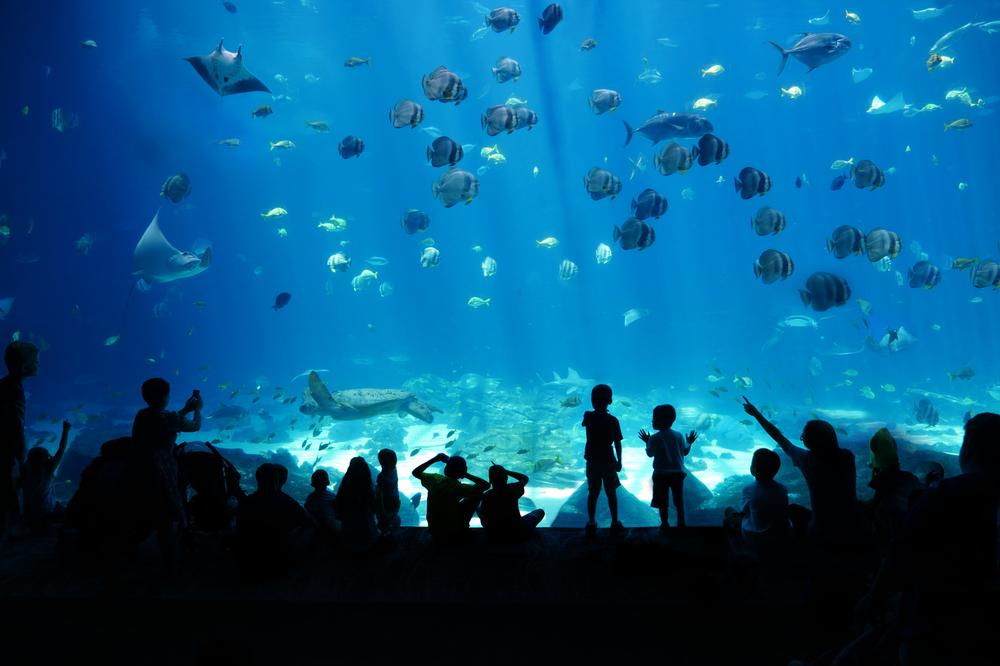 Explore Marine Life Indoors at Acuario Inbursa - Great for Families