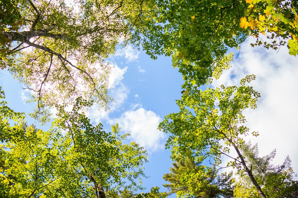 Explore Trails and Wildlife at Nara Nature Park