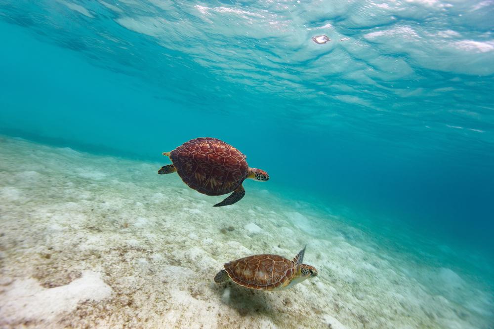 Explore Untouched Beauty at Buck Island National Wildlife Refuge