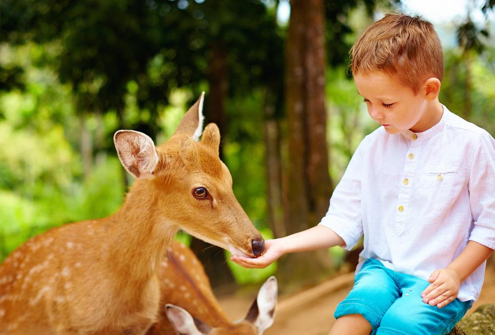 Feed Friendly Creatures at the Grand Canyon Deer Farm