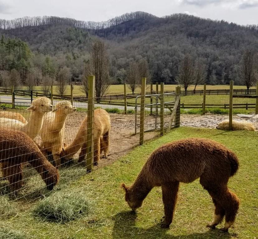 Meet friendly alpacas and enjoy a fun family farm visit.