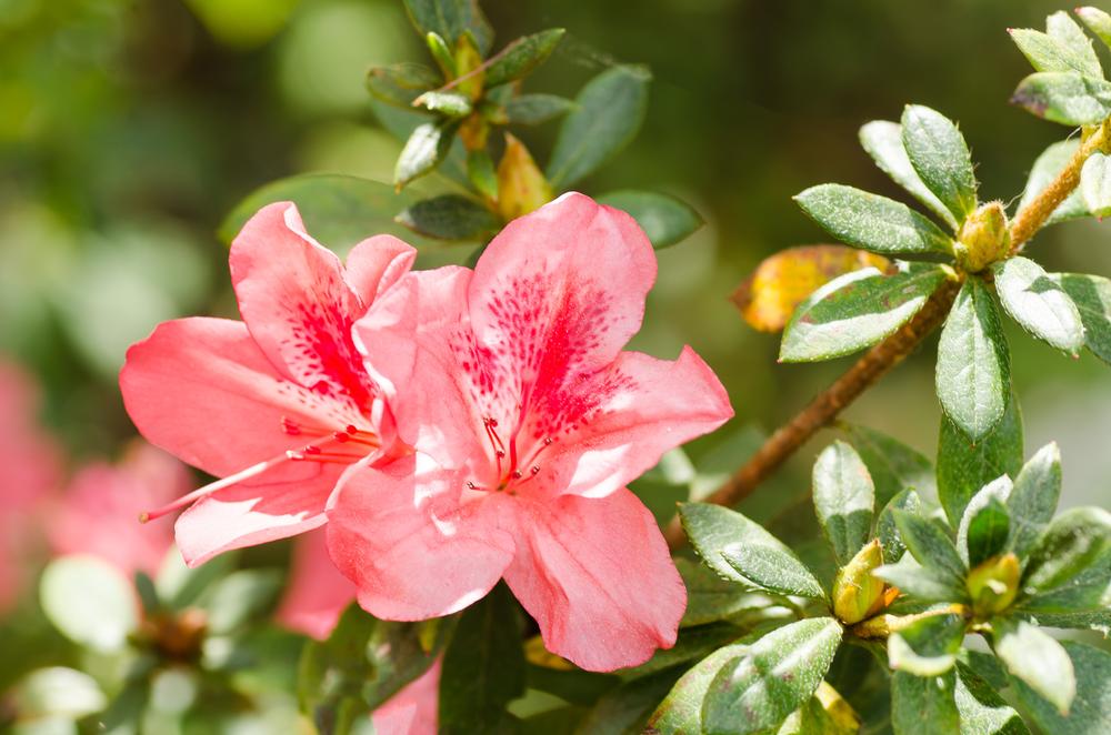 For garden lovers: Stroll along flower-lined paths at the Tanger Family Bicentennial Garden