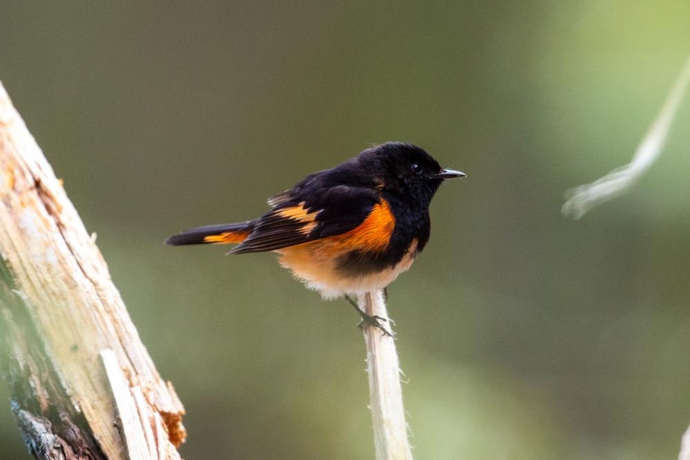 Get Grounded with the American Chestnut Land Trust