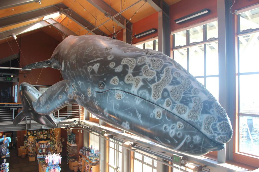Get Up Close with Ocean Life at the Sea Center