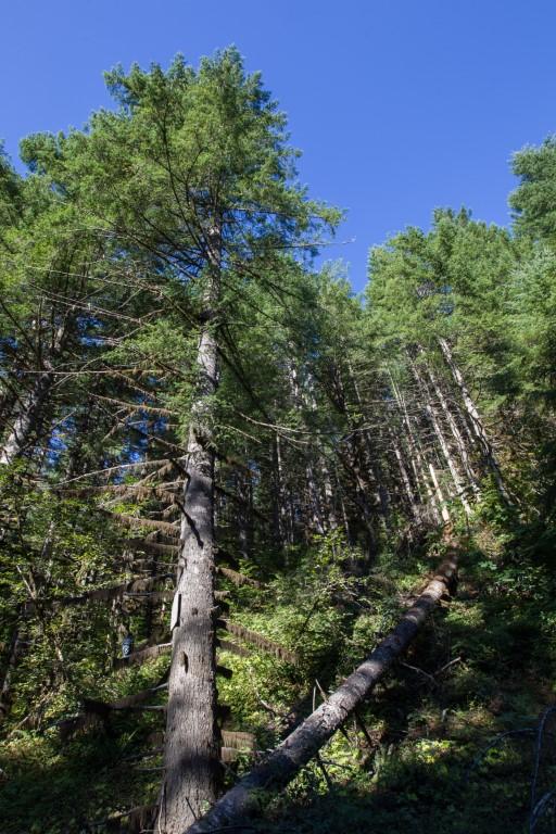Get Wild About Trees at Tillamook Forest Center