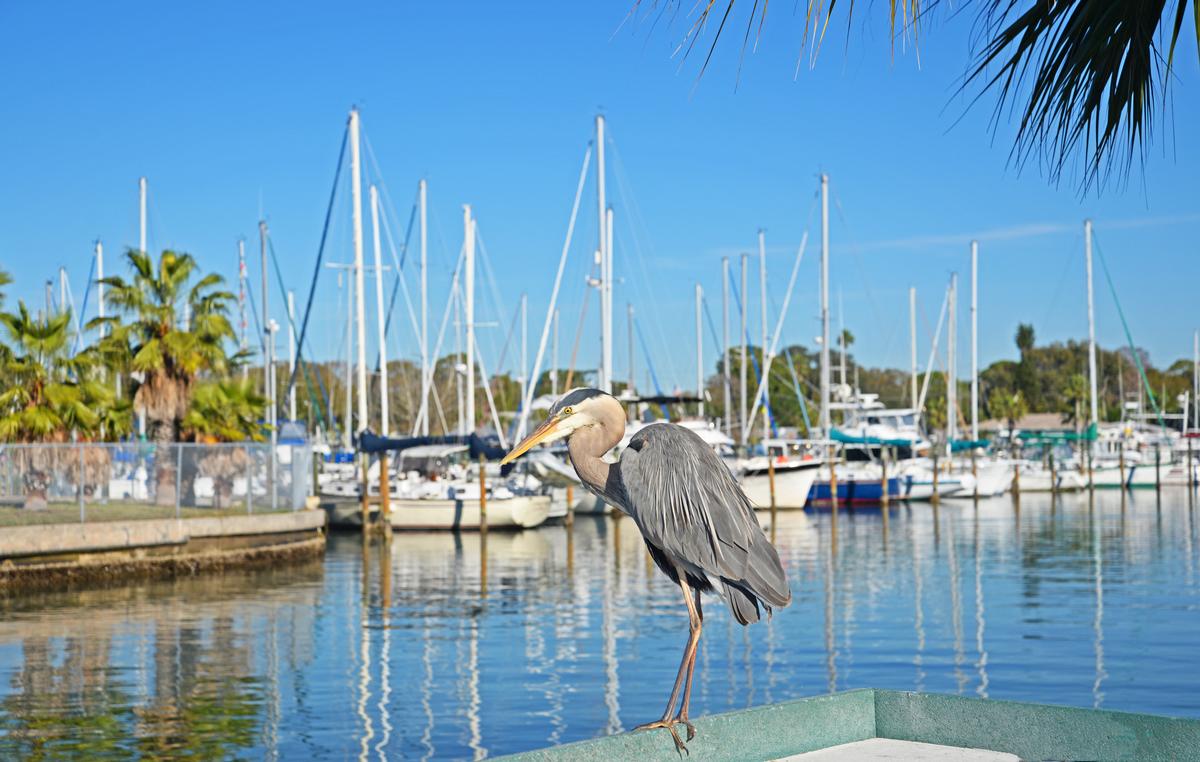 A great blue Heron hangs out on the pier at the Gulfport marina