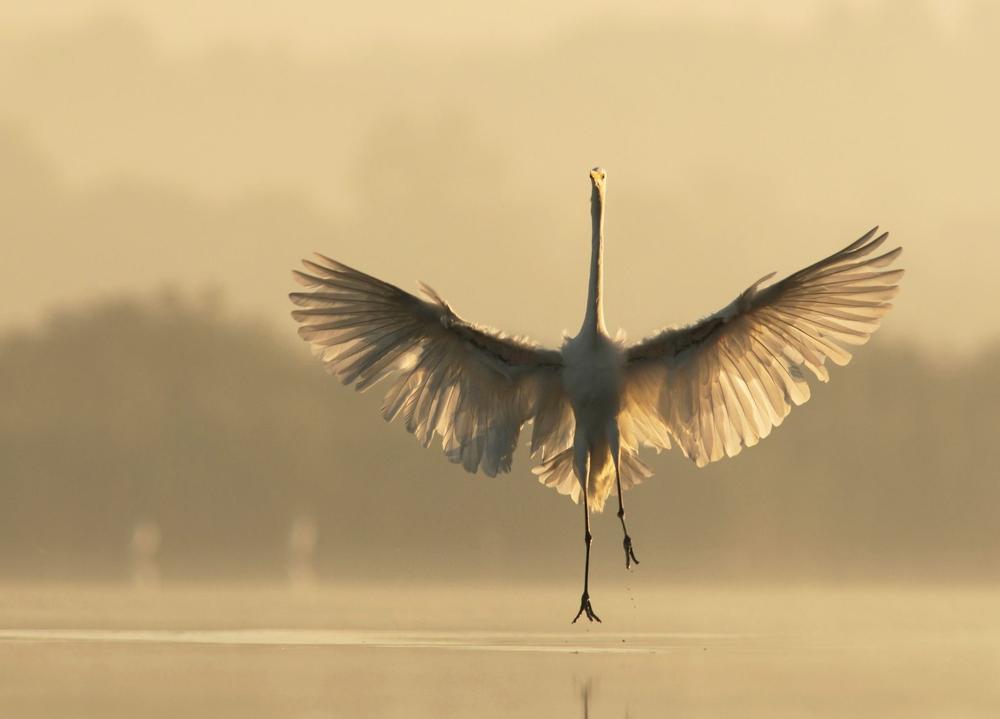 Hike, Paddle, and Birdwatch at Hoffler Creek Wildlife Preserve
