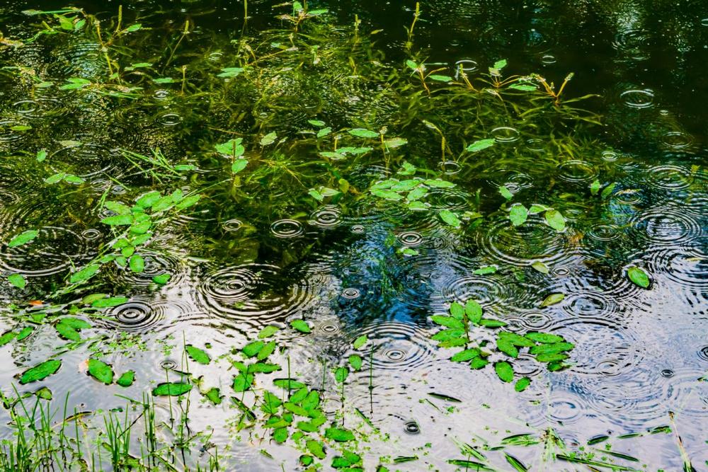 Hike at Brooker Creek Preserve