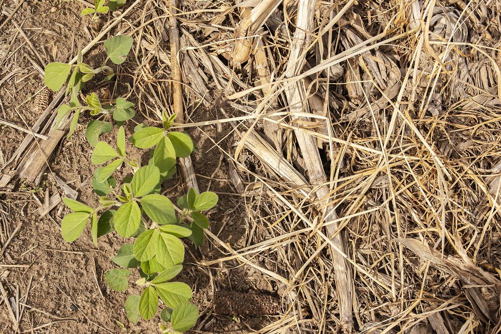 Hike Rare Prairies at Spring Green Preserve