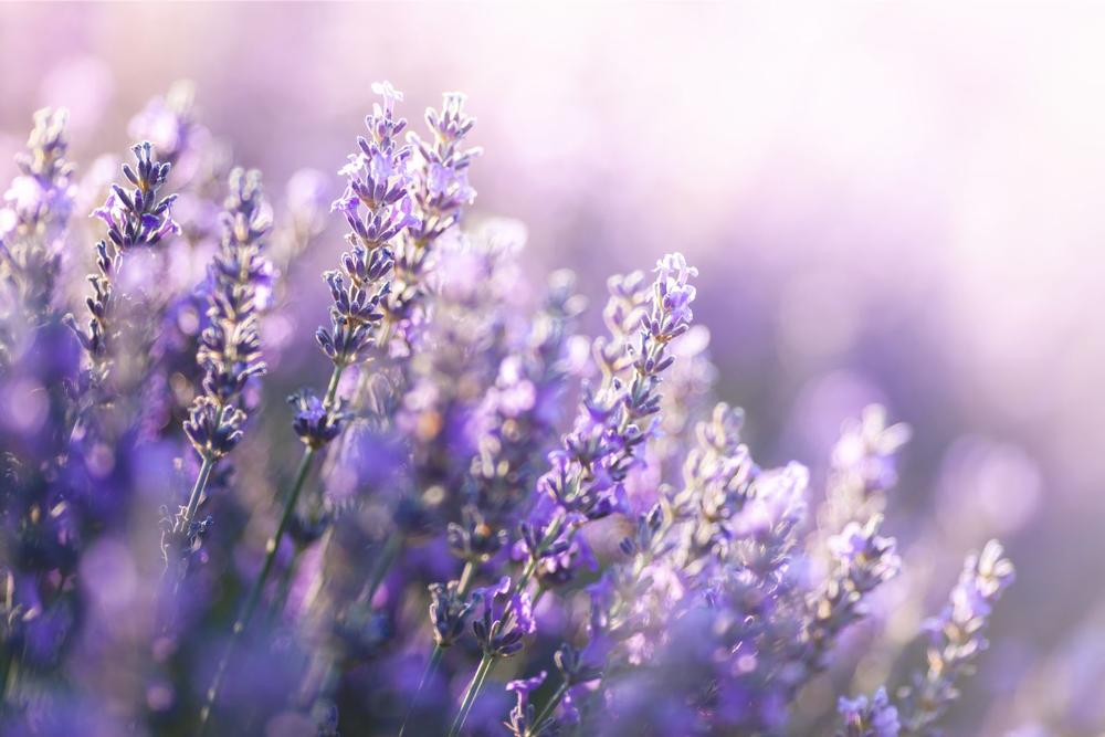 If You Love Gardens and Fresh Scents, Explore Beagle Ridge Herb Farm