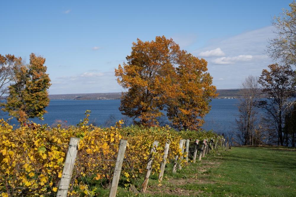 If You Love Wine Adventures, Follow the Cayuga Wine Trail