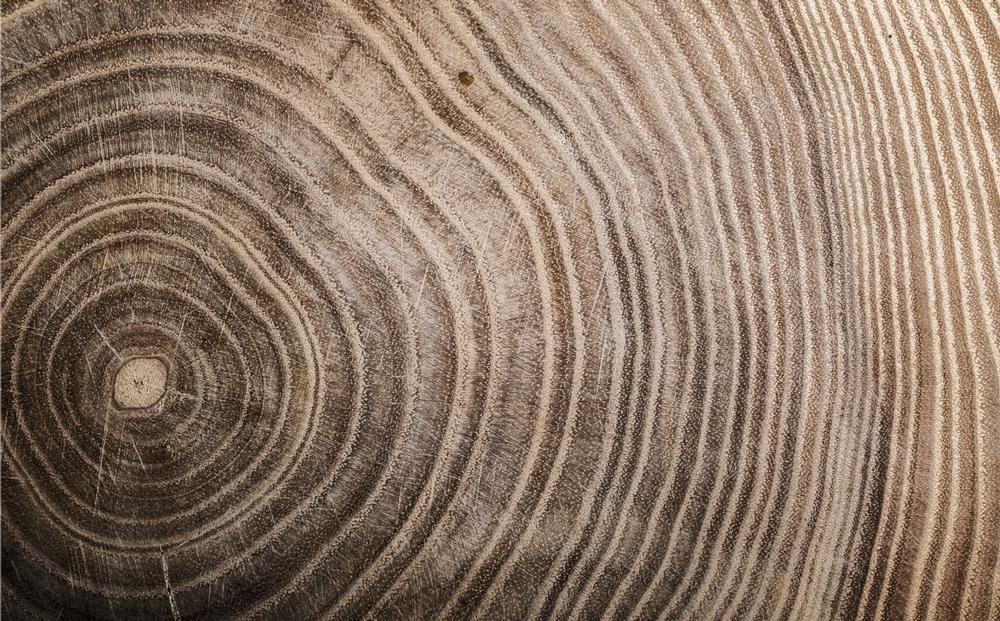 Discover Nature’s Comeback Story at the Forest Learning Center