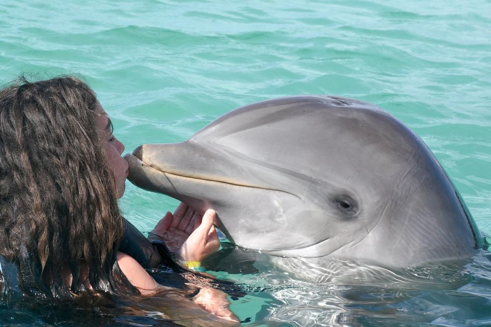 Make a Splash with Friendly Encounters at Dolphins Plus Bayside