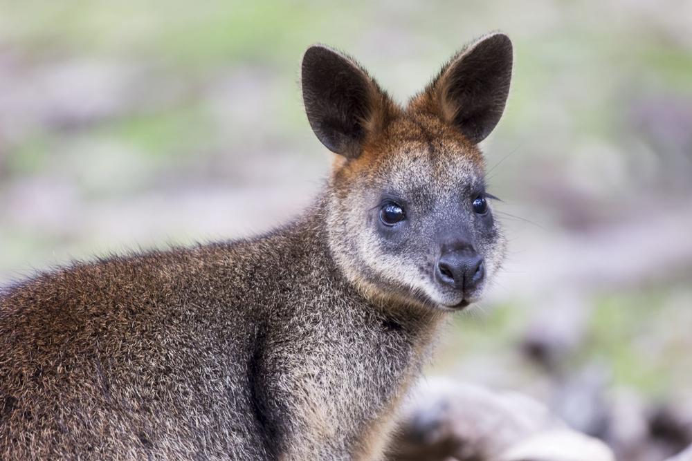 Meet Rare and Majestic Creatures at Cougar Mountain Zoo