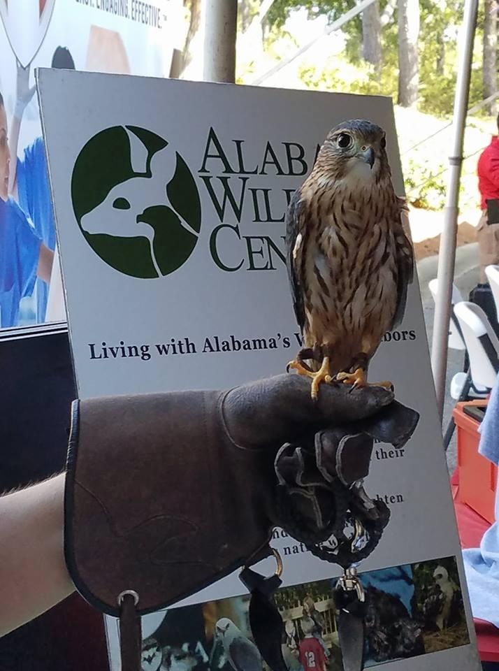 Meet the Locals at the Alabama Wildlife Center