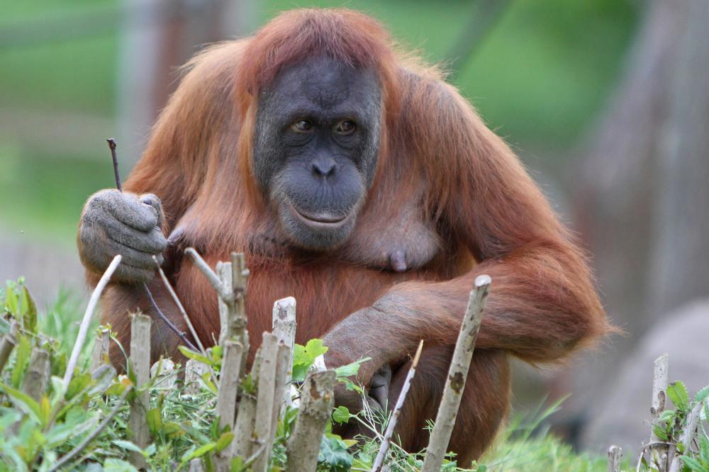 Meet Unique Animals at Greenville Zoo