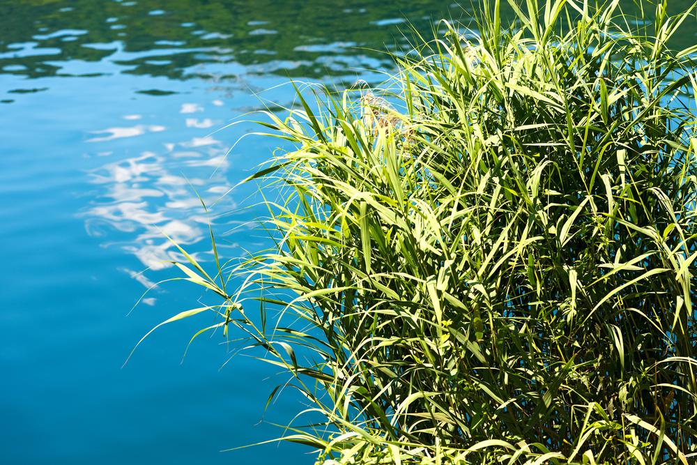 Paddle, Picnic, or Hike the Trails at Lake Padden