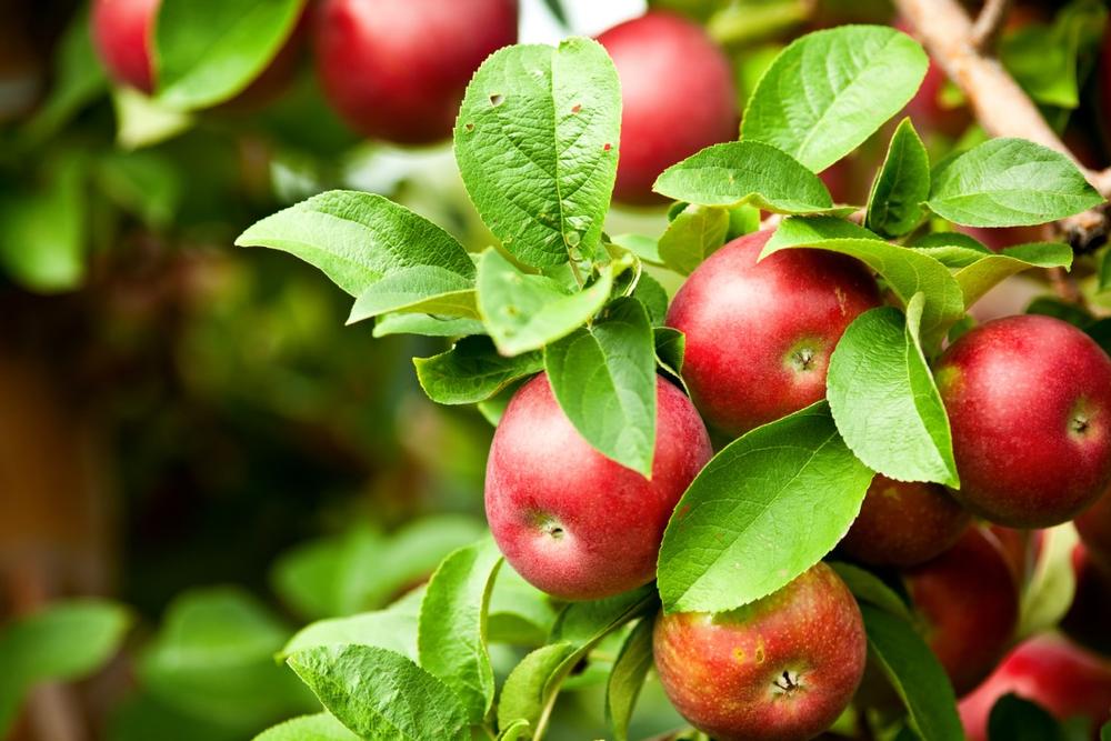 Pick Your Own Produce and Enjoy Family Fun at Overhiser Orchards