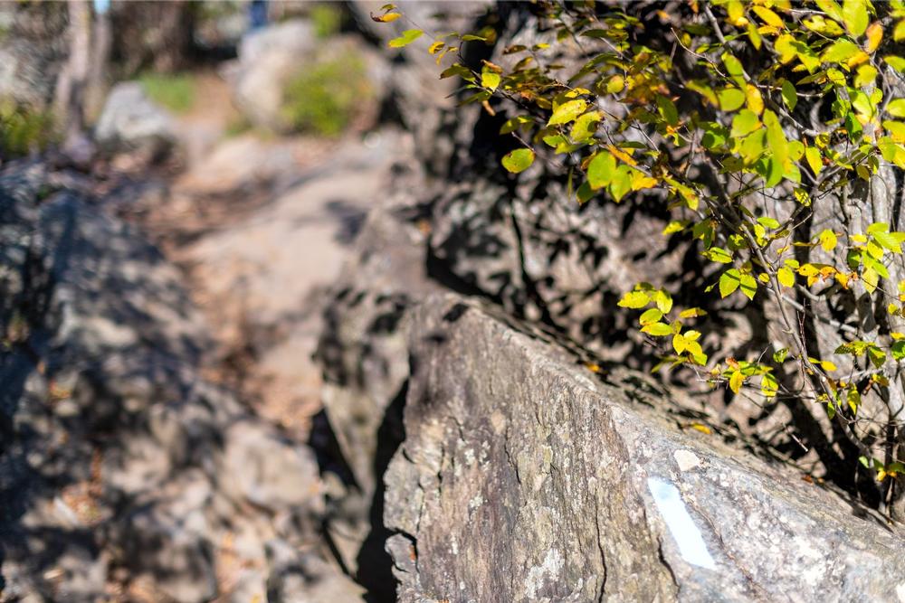 Walk, Bike, or Explore History Along the Potomac Heritage National Scenic Trail