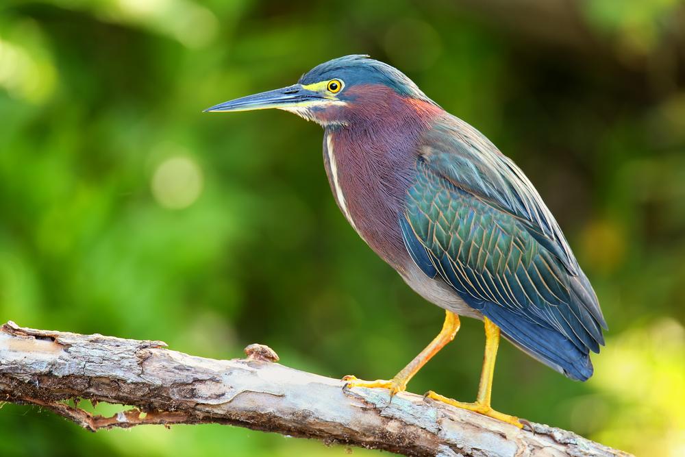 Reconnect with Nature at Ninigret National Wildlife Refuge