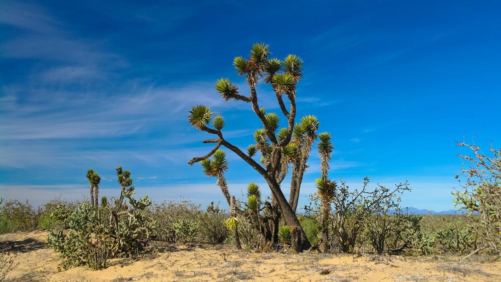 Reconnect With Nature at Prime Desert Woodland Preserve