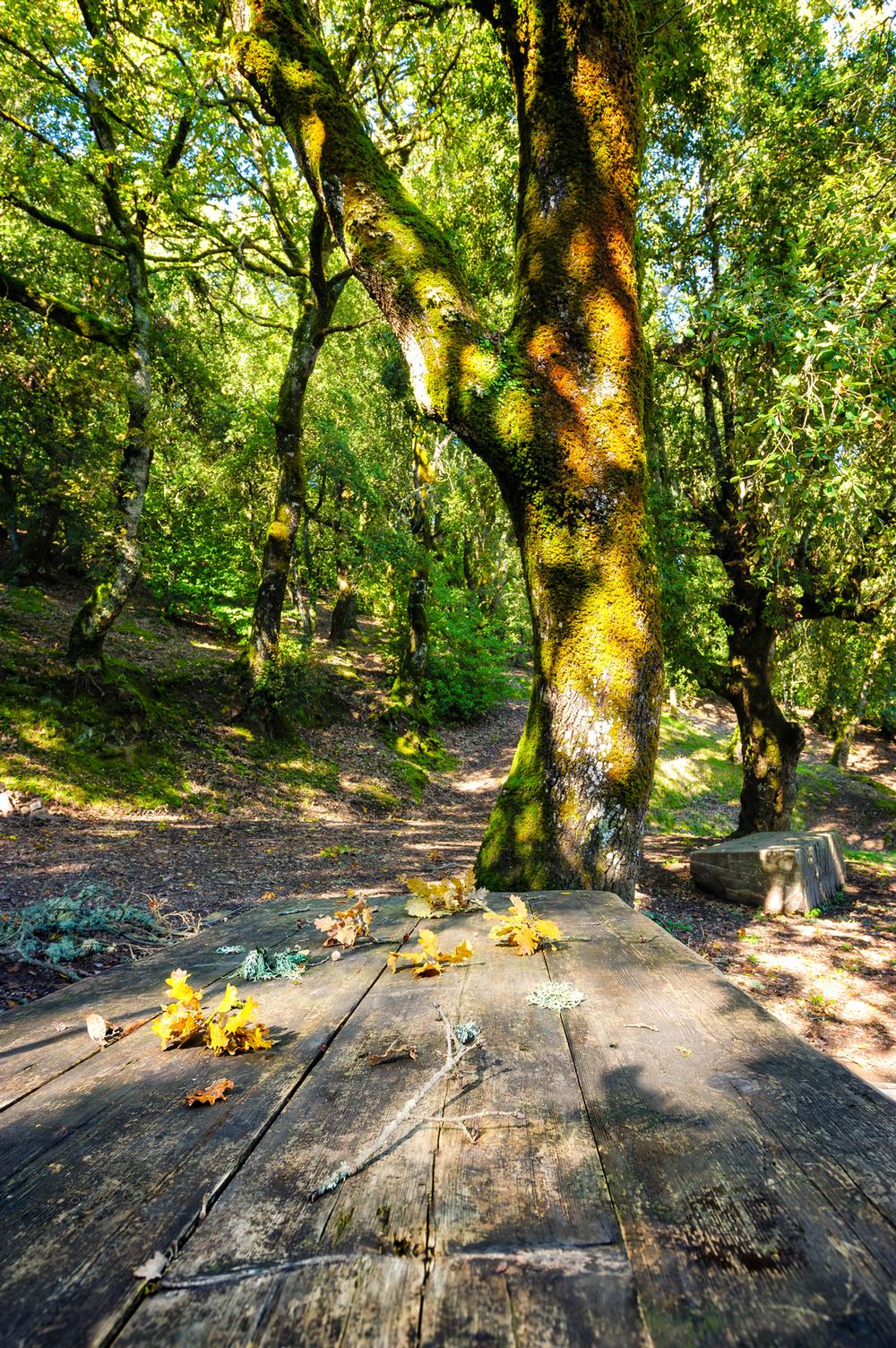 Roam Peaceful Trails and Dog-Friendly Paths at Pulgas Ridge Preserve