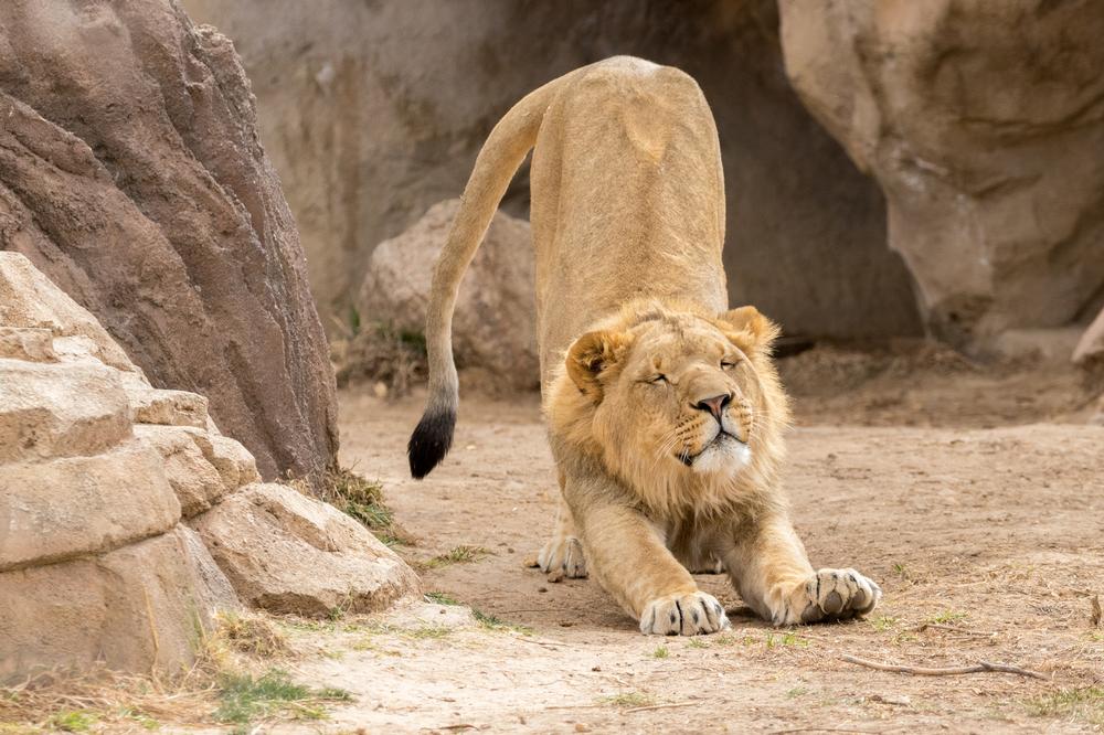 Walk along scenic trails and admire animals from around the world.