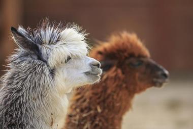 Sawdust Hill Alpaca Farm