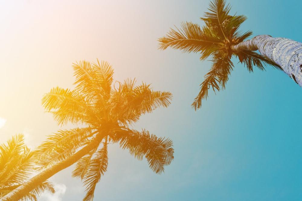 Shop, Sip, and Stroll Along Trendy Abbott Kinney Boulevard