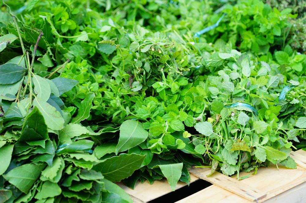 Shop Fresh and Local at the New Bern Farmers Market