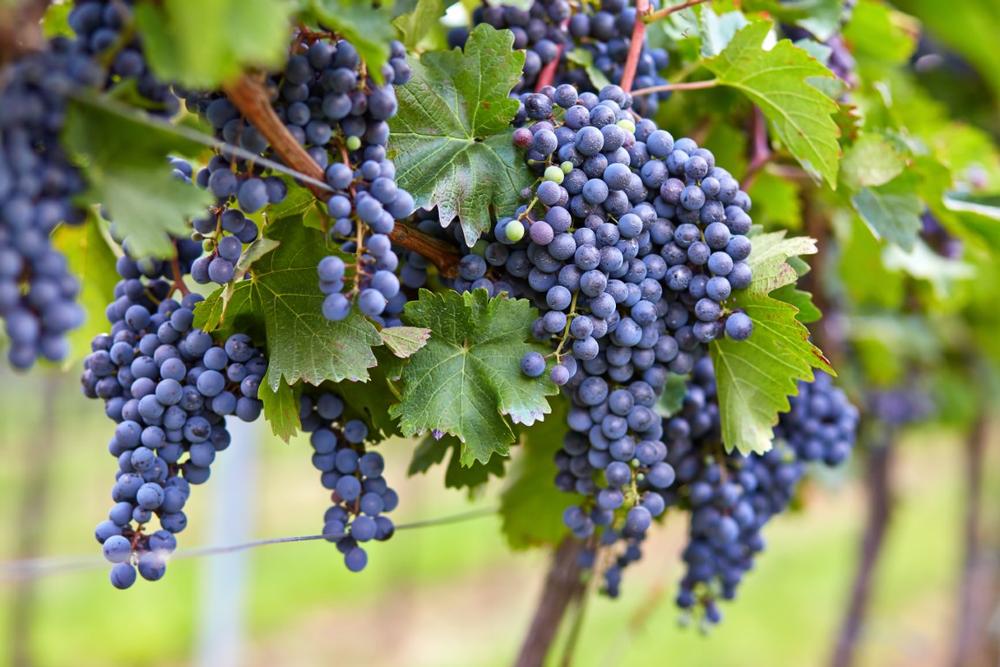 Sip Hill Country Wines at Saint Tryphon Farm and Vineyard