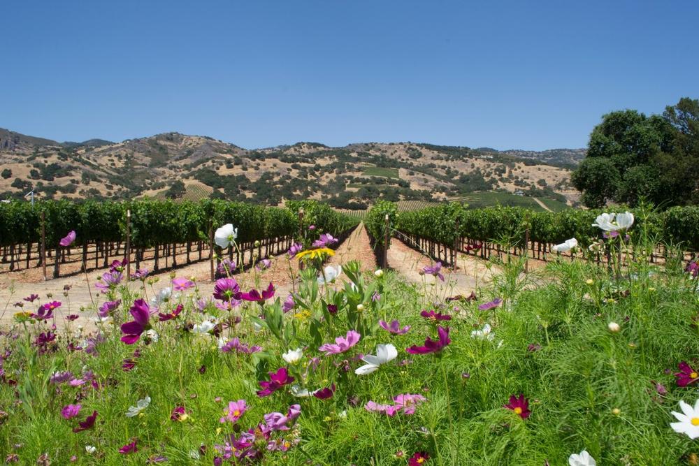 Sip local wines and enjoy a romantic, relaxing stop with couples or friends.