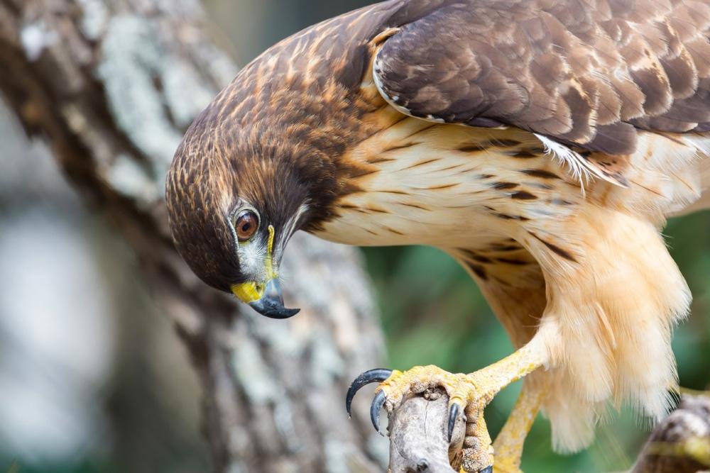 Spot Feathered Friends at Delaware Otsego Audubon Society Sanctuary