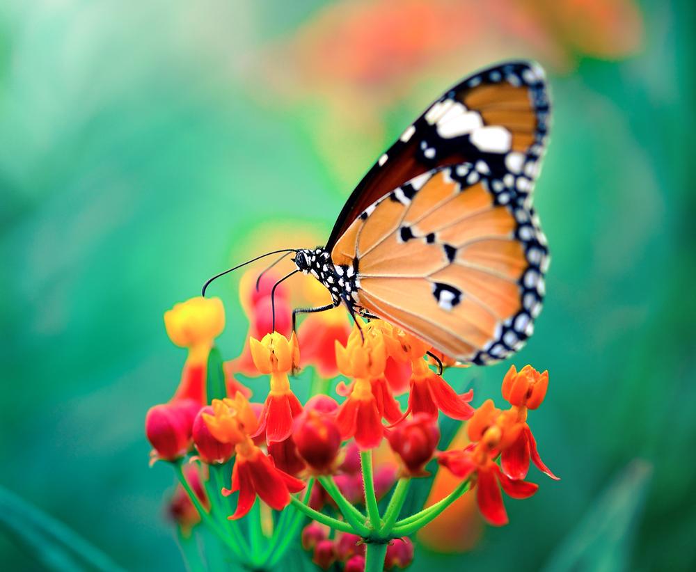 Walk scenic trails and admire orchids and butterflies on a peaceful nature escape.