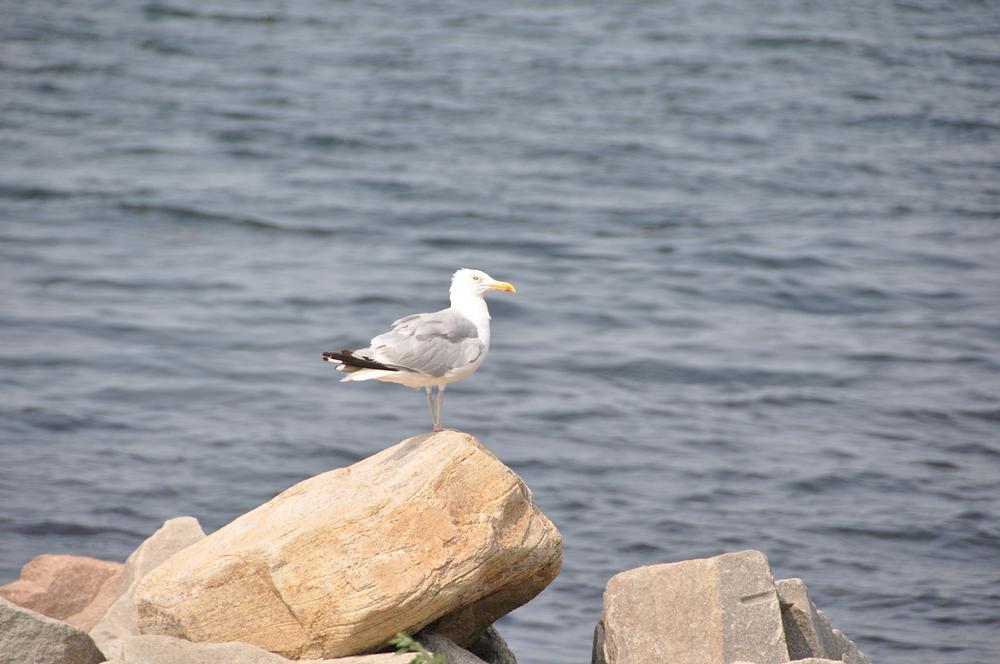 Swim, Sunbathe, and Seashell-Hunt at the Serene Dubois Beach