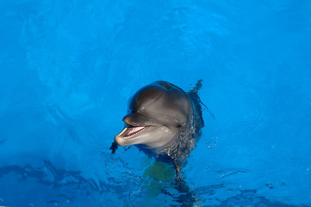 Swim and Smile at Dolphin Cove Where Encounters Meet Conservation