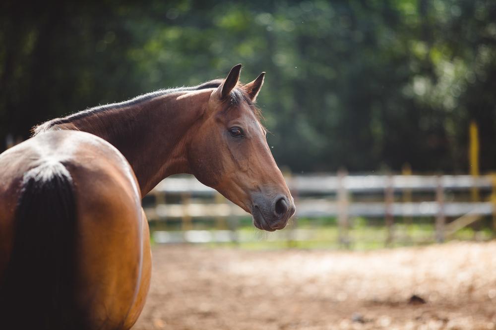 Saddle Up for History with Thoroughbred Heritage Horse Farm Tours