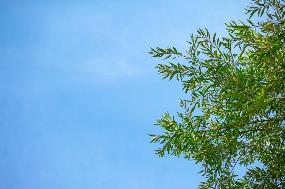 Unwind and Play at Culver City Park