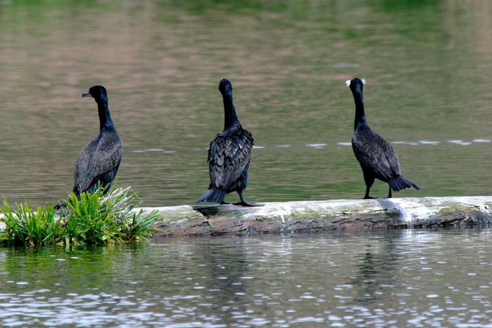 Walk, Run, and Take in Scenic Views on the Link River Trail