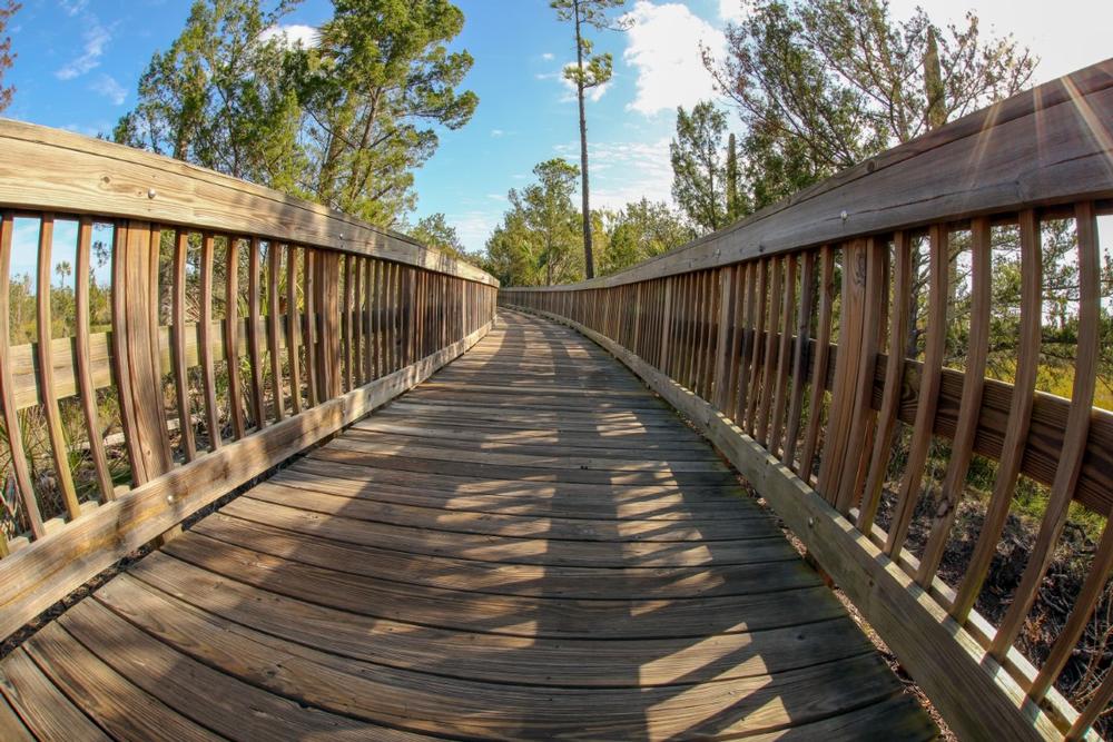 Wander the Wild at Cradle Creek Preserve