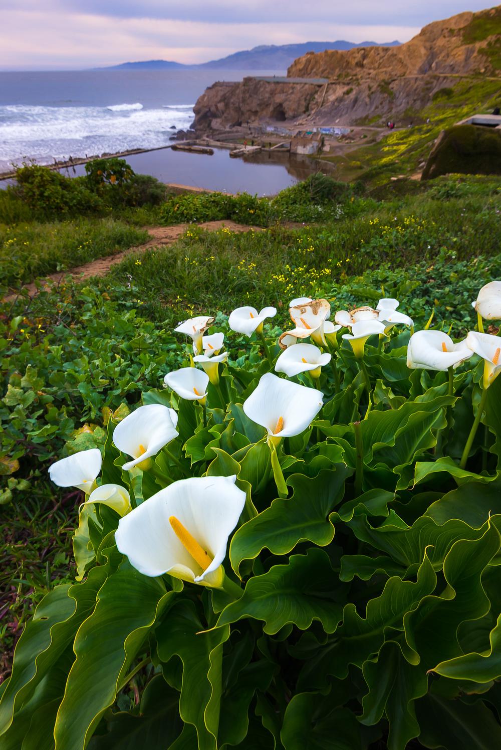 Wander Through Blooming Beauty at Calla Lily Valley