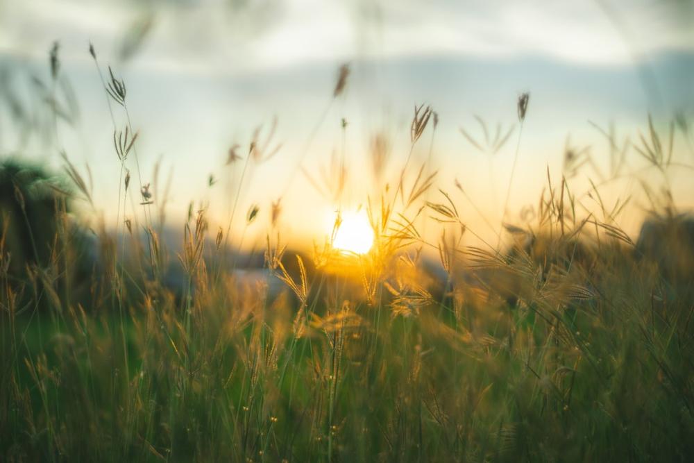 Wander Through Peaceful Wetlands and Pine Savannas at Abita Creek Flatwoods Preserve