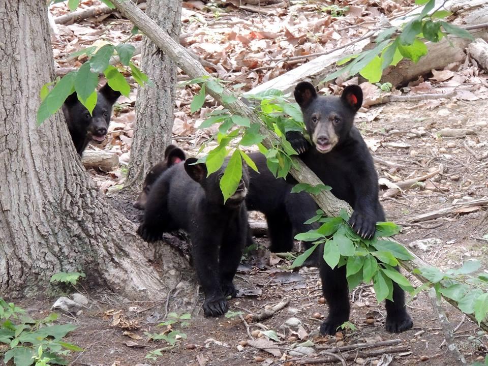 Watch animal rehab in action at the Wildlife Center of Virginia